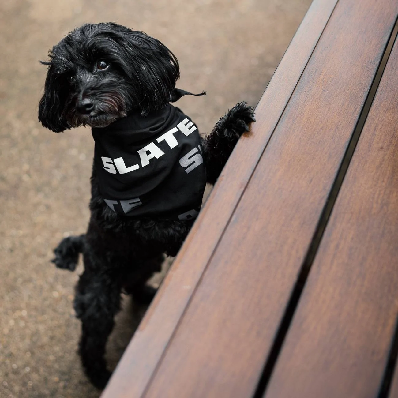 Slate Auto Pickup Truck SLATE office dog approved: The goodest boy (ad commercial) 1749119081028-yz