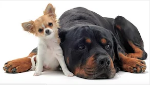 Slate Auto Pickup Truck Modular Truck 🤝 Monster Truck Small_Dog_Big_Dog