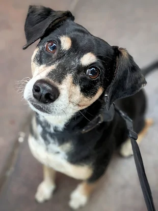 Slate Auto Pickup Truck Fastback SUV without back seats Dog_Photo