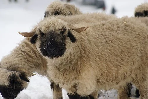 Slate Auto Pickup Truck Mods to Increase Tow Capacity 1782184286806-7x
