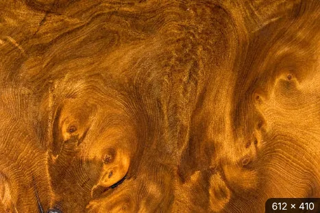 Burl_Wood.webp