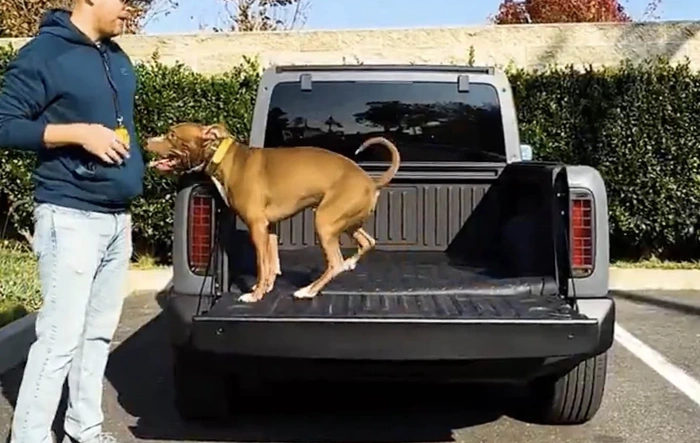 Low bed height test with dogs: Passed ✅