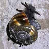 Snail