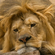 Liontracks