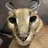 FloppaEnjoyer8067